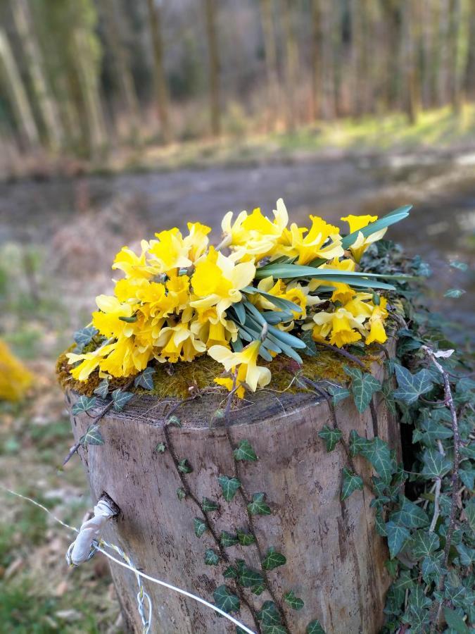 Les Hortensias La Souris Des Champs Étival-Clairefontaine Eksteriør bilde