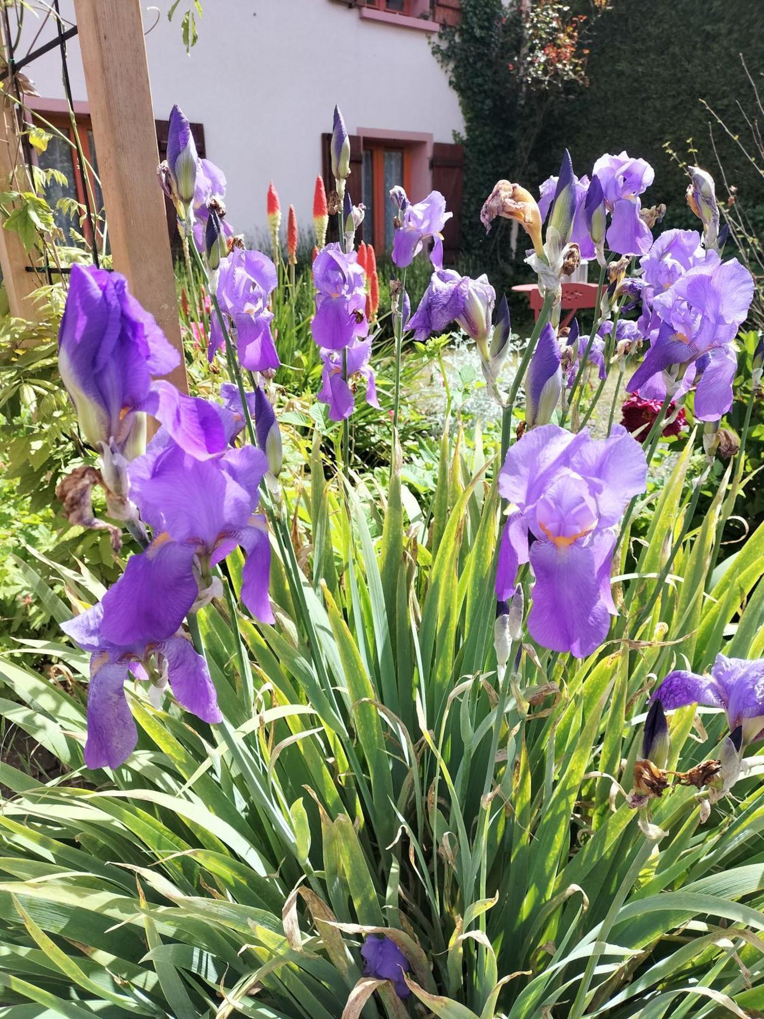 Les Hortensias La Souris Des Champs Étival-Clairefontaine Eksteriør bilde